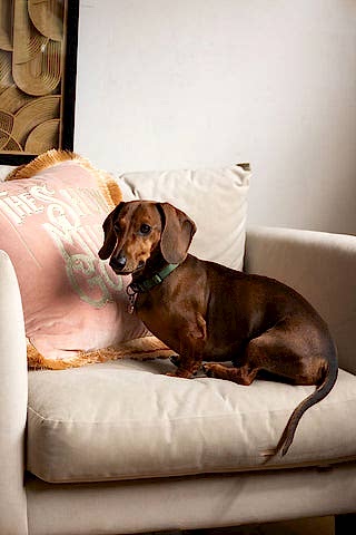 The Pink Velvet Double-Fringed Show Must Go On Embroidered Cushion on a white armchair with a sausage dog in front of it.